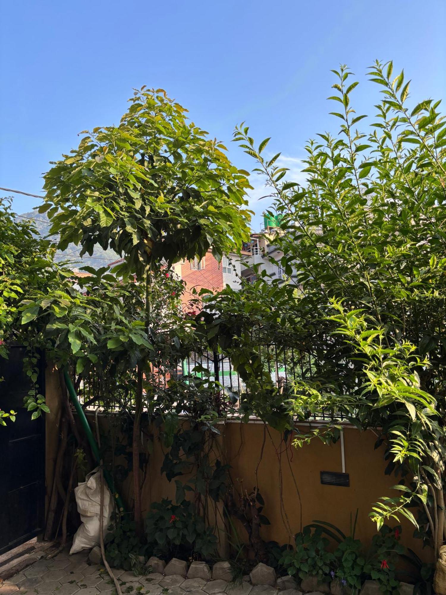 Mums Homestay & Studio Apartments Kathmandu Esterno foto